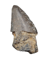 Tyrannosaur Tooth, Judith River Formation