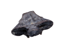 Snake Vertebra, Judith River Formation