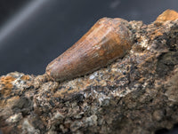 Deinosuchus (Crocodile) Tooth from Texas