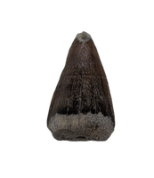Champsosaurus Tooth, Hell Creek
