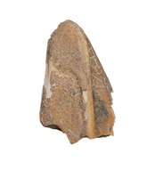 Hadrosauridae Tooth, Aguja Formation, Texas