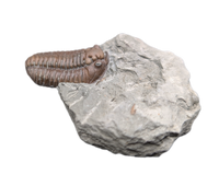 Flexicalymene Trilobite, Ohio