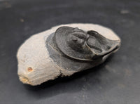 Harpes (Scotoharpes) Trilobite, Morocco