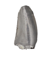Postosuchus? (Rauisuchid) Tooth, Chinle Formation