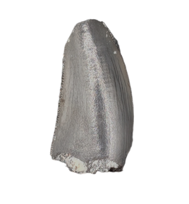 Postosuchus? (Rauisuchid) Tooth, Chinle Formation
