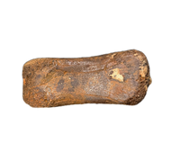 Theropod (Dromaeosaur ?) Toe Bone, Hell Creek