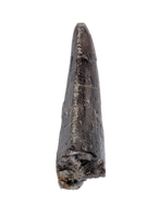 Allosaurus Tooth,  Morrison Formation