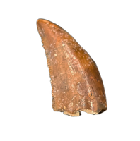 Theropod Tooth from the Mid Jurassic, Madagascar