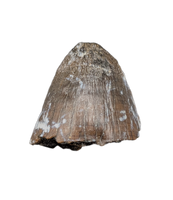 Fat Deinosuchus (Crocodile) Tooth from Texas