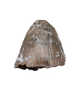 Fat Deinosuchus (Crocodile) Tooth from Texas