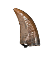 Acheroraptor Tooth from the Hell Creek Formation