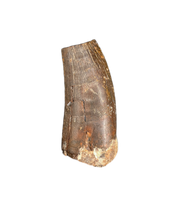Unknown Theropod tooth, Bissekty Formation, Uzbekistan