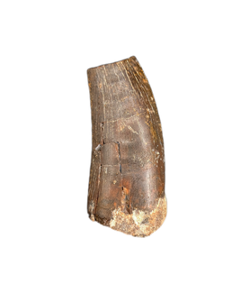 Unknown Theropod tooth, Bissekty Formation, Uzbekistan