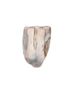 Ceratopsian Tooth, Javelina Formation, Texas