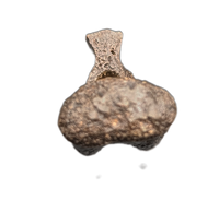 Struthiomimus Tail Vertebra, Hell Creek