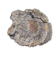 Allosaurus Dorsal Vertebrae, Morrison Formation
