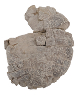 Stylemys (Tortoise), White River Group