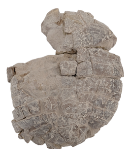Stylemys (Tortoise), White River Group