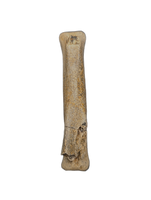 Dakotaraptor/Acheroraptor Caudal(Tail) Vertebra