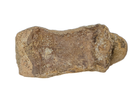 Pachycephalosaurus/Thescelosaurus Toe Bone, Hell Creek