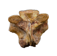 Theropod Dinosaur Vertebra, Kem Kem