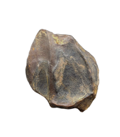 Triceratops Tooth