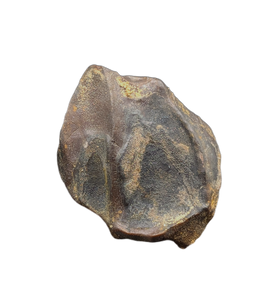 Triceratops Tooth