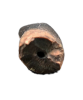 Juvenile Tyrannosaurus Rex Tooth