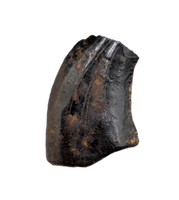 Acheroraptor Tooth from the Hell Creek Formation