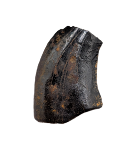 Acheroraptor Tooth from the Hell Creek Formation