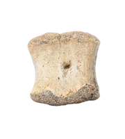 Edmontosaurus Tail Vertebra
