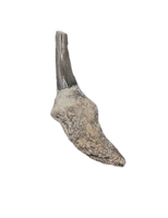 Dolphin Tooth, 15 to 4.5 Million Years Old