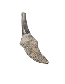 Dolphin Tooth, 15 to 4.5 Million Years Old