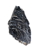 Turiasauria (Sauropod) Tooth, El Mers Formation