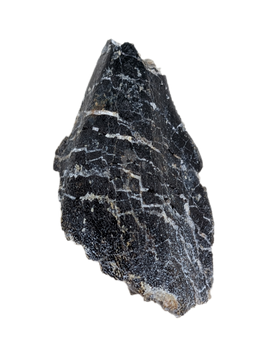 Turiasauria (Sauropod) Tooth, El Mers Formation
