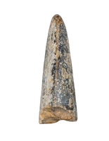 Tyrannosaurus Rex Tooth
