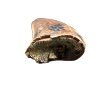 Nanotyrannus Tooth