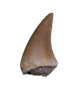 Halisaurus (Mosasaur) Tooth
