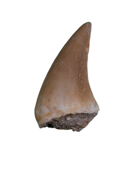 Halisaurus (Mosasaur) Tooth