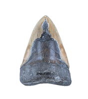 Megalodon Tooth