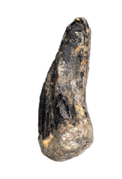 Sauropod Tooth, El Mers Formation