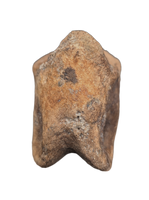 Huge Ornithomimid Toe