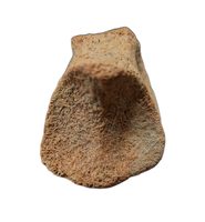 Ornithomimid Toe