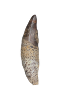 Unique Mammal Tooth, Hell Creek Formation