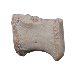 Zephyrosaurus Vertebra, Cloverly Formation