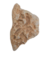 Metoposaur Skull Armor Section