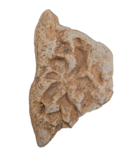 Metoposaur Skull Armor Section
