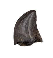 Juvenile Tyrannosaurus Rex Tooth
