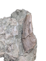 Theropod Dinosaur Tooth, El Mers Formation