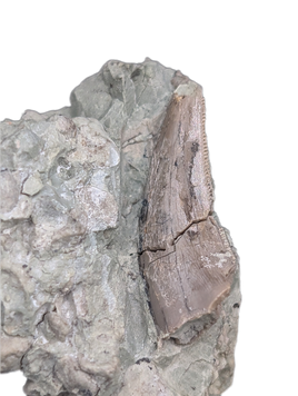 Theropod Dinosaur Tooth, El Mers Formation